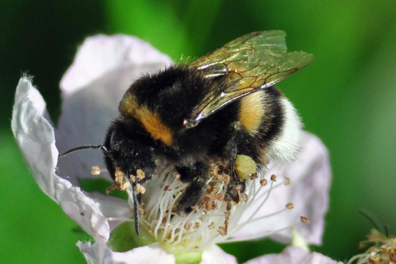 nabu-erdhummel-monika-povel