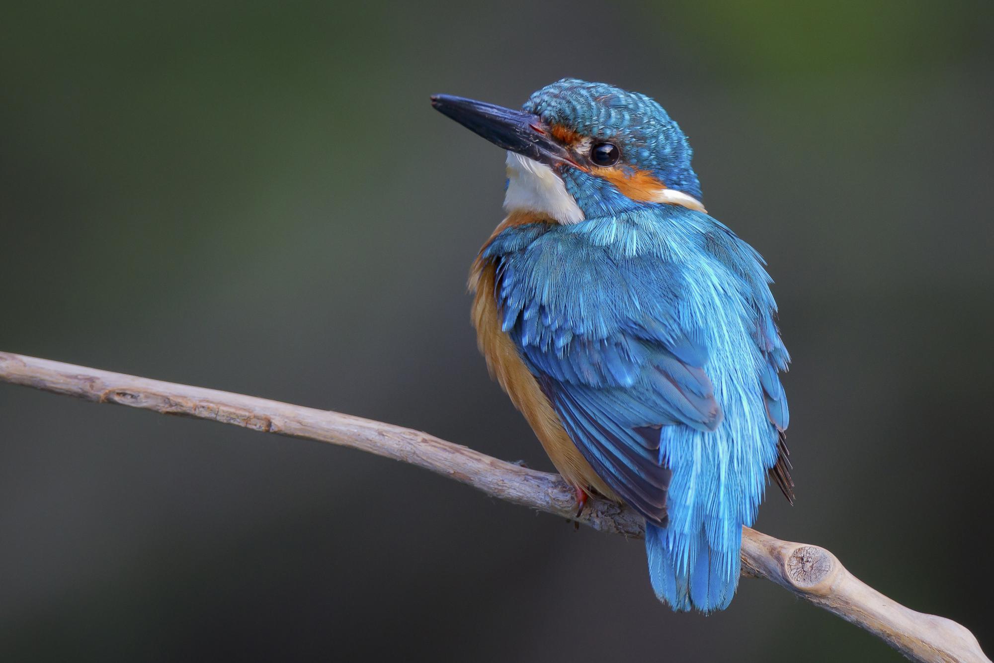 Eisvogel von Beat Rüegger