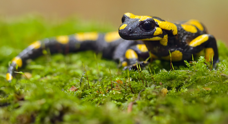 Feuersalamander © Kai Rösler