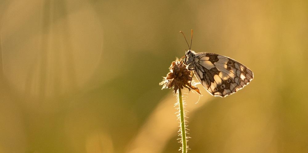 Schachbrettfalter©birdlife-ag.ch