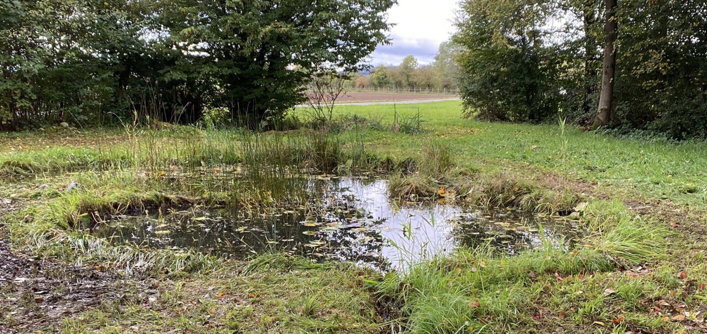 Neophyten 1te Einsatz - 2025