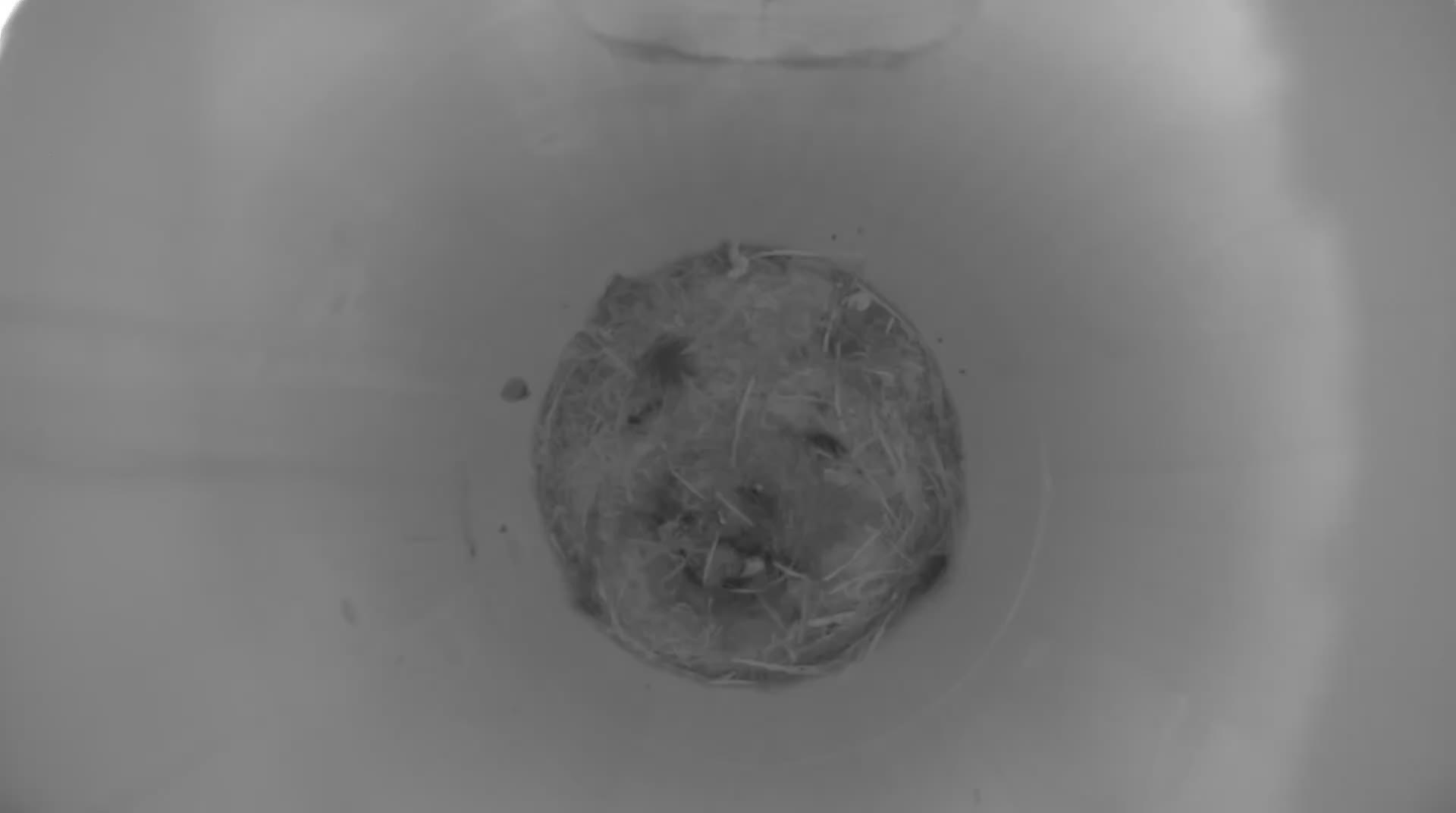 Nest