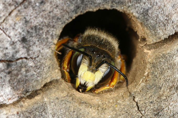 Hummelkönigin