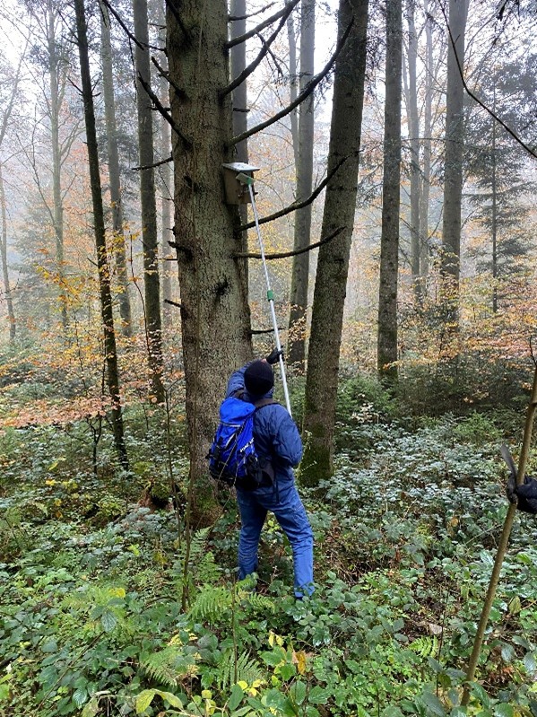 Stunde der Gartenvögel