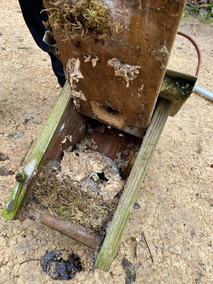 Stunde der Gartenvögel