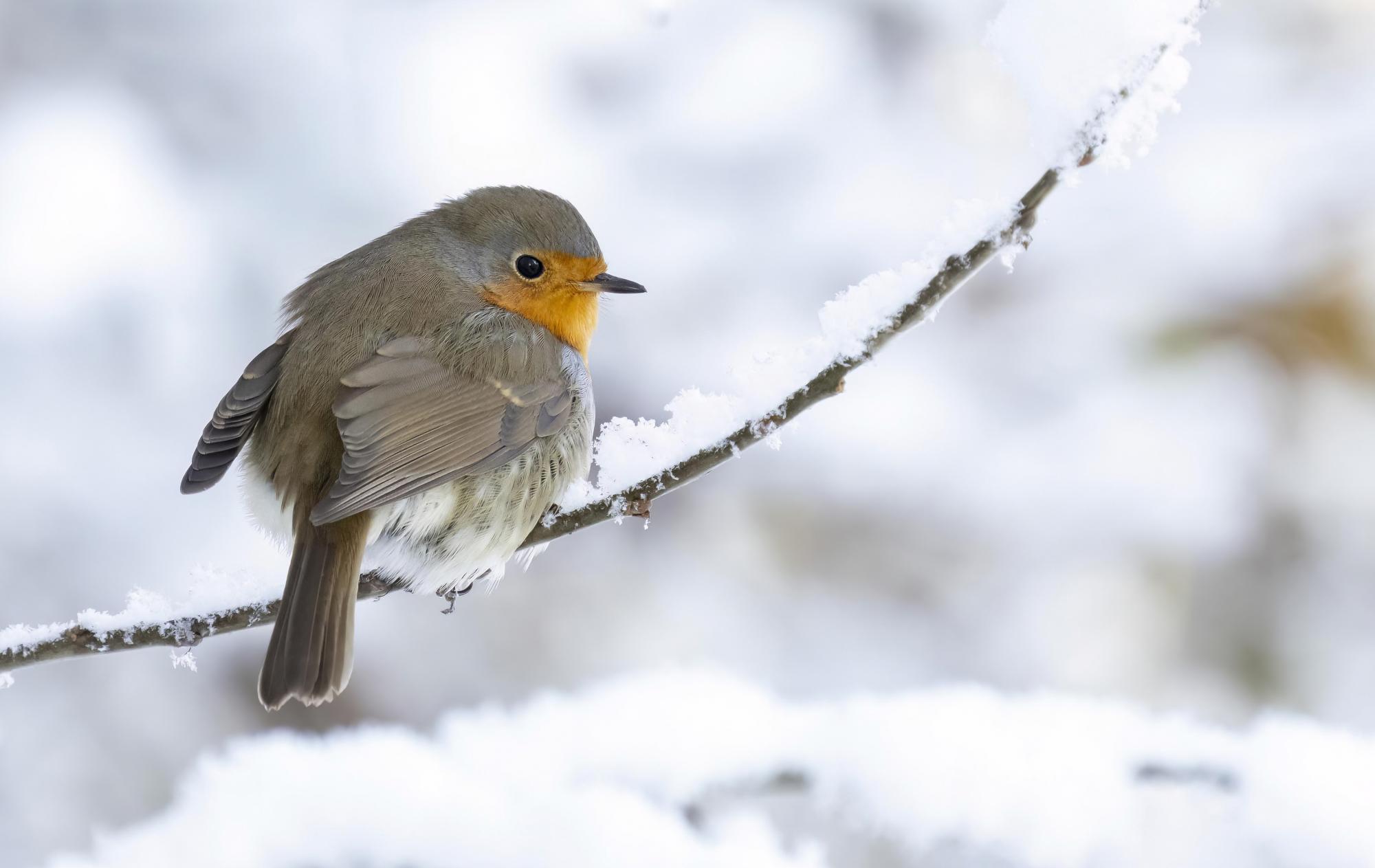 Rotkehlchen im Winter
