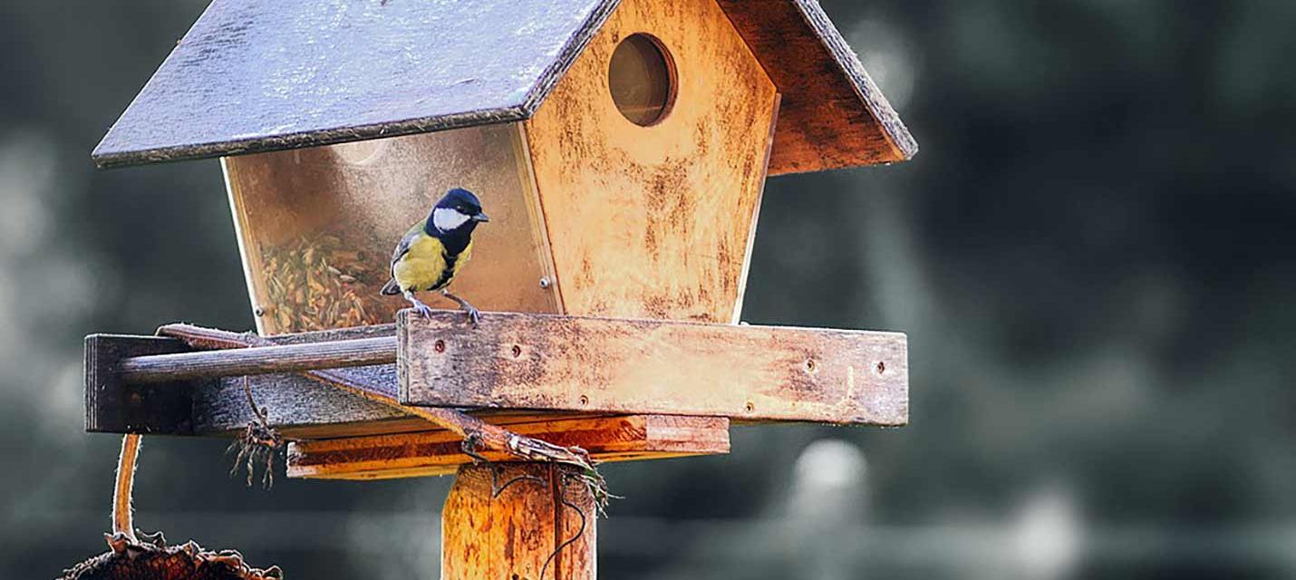 Vogelfütterung im Winter
