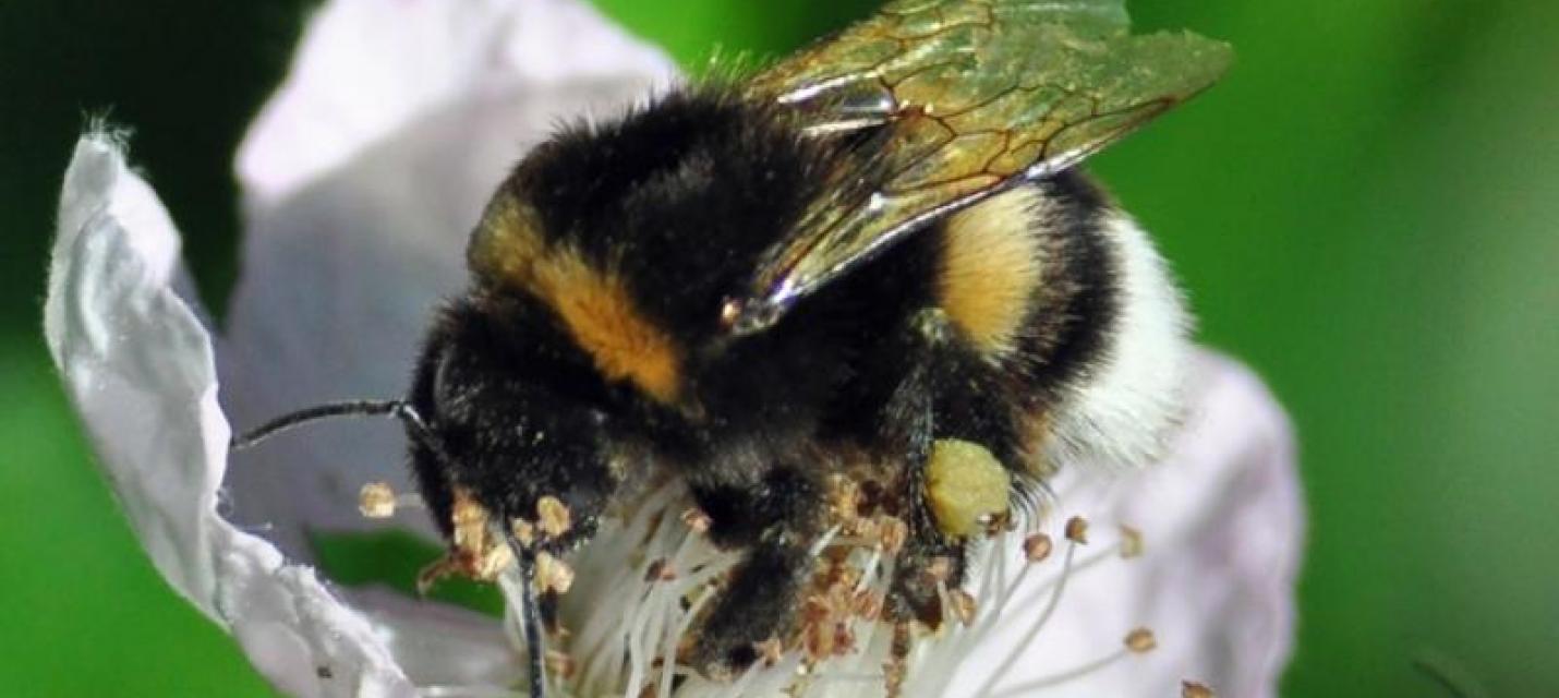 Erdhummel © Monika Povel NABU