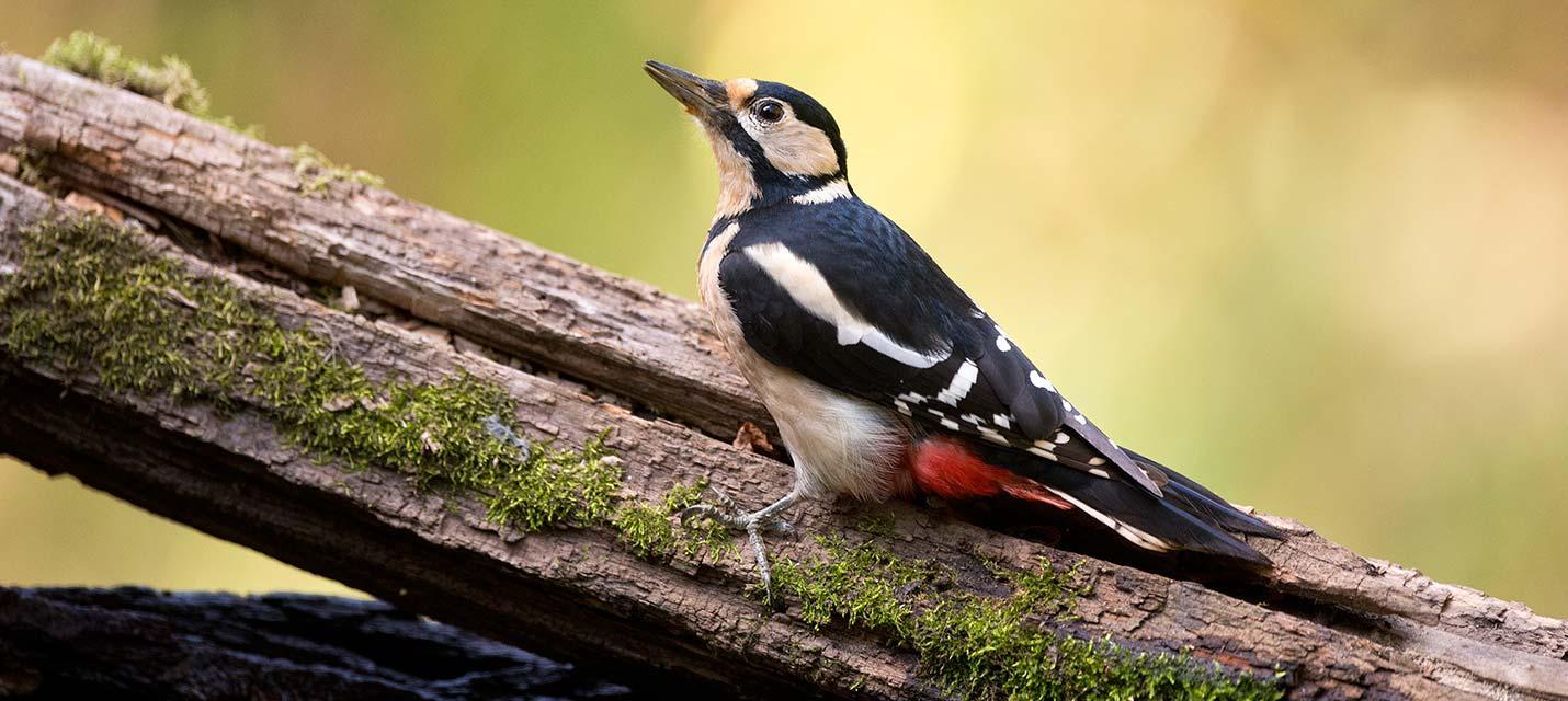 Vogel des Jahres 2016: Buntspecht