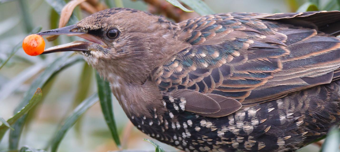 Winterfütterung für Vögel - richtig gemacht
