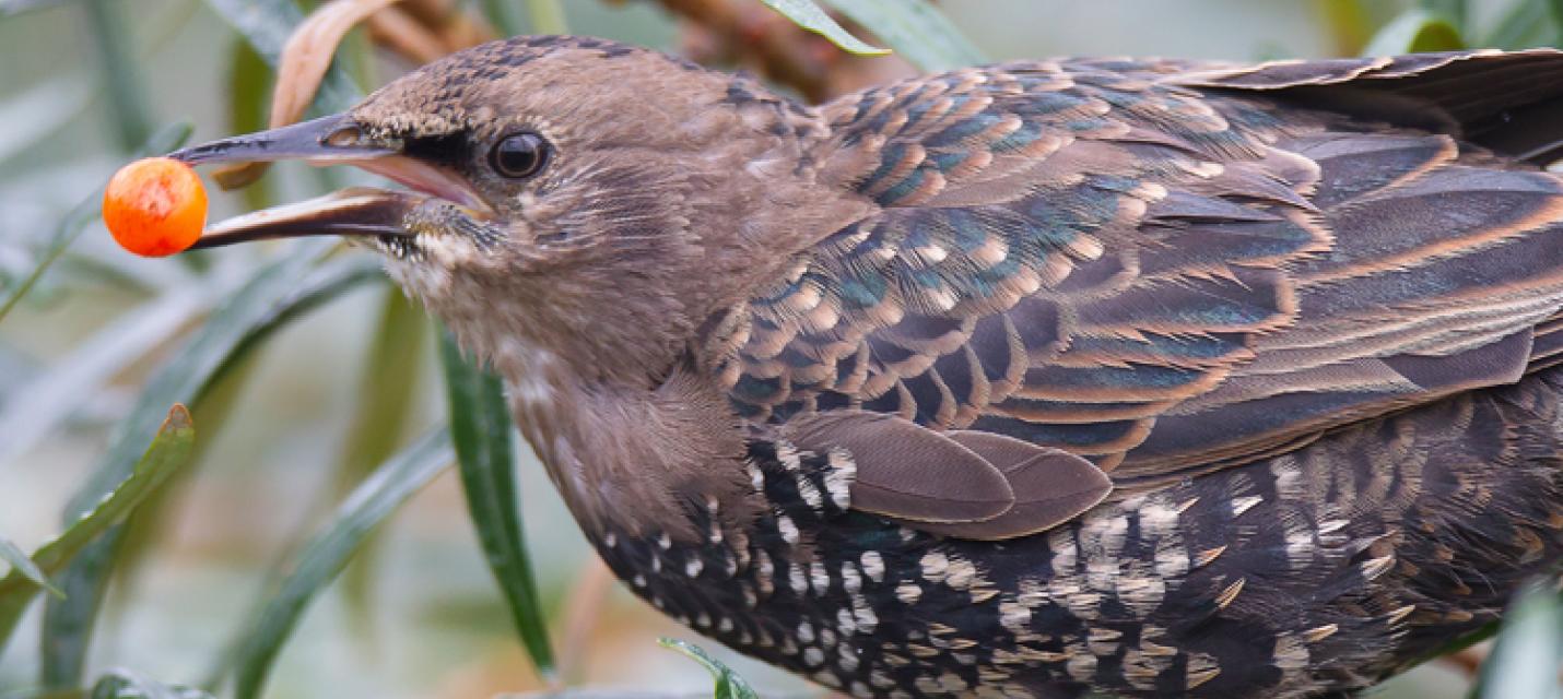 Winterfütterung für Vögel - richtig gemacht