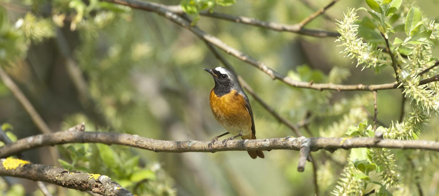 Vogel des Jahres 2009: Gartenrotschwanz