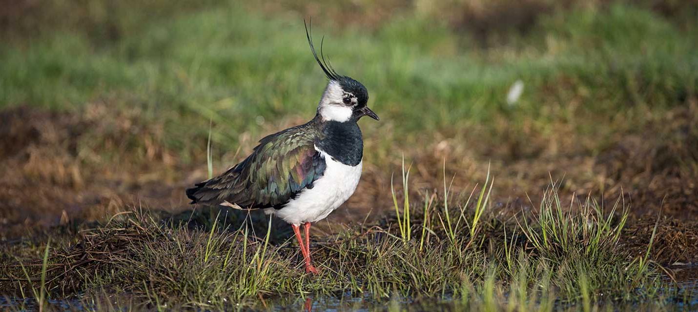 Vogel des Jahres 2019: Kiebitz