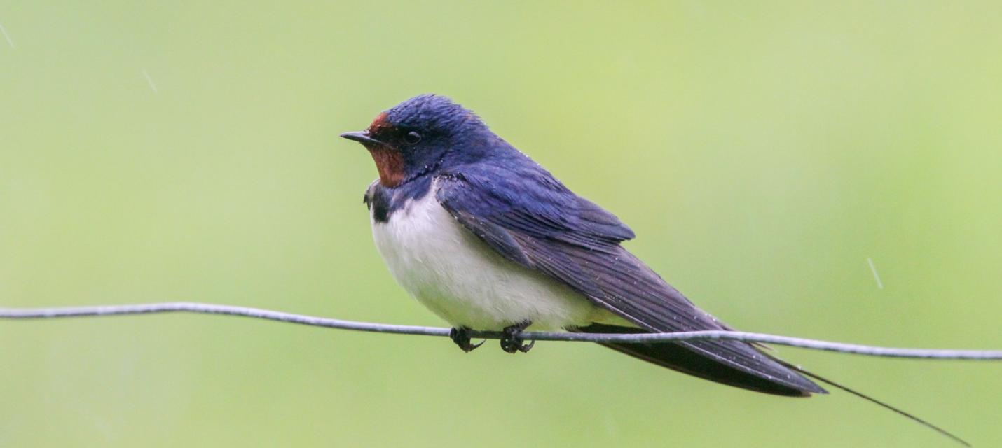 Vogel des Jahres 2004: Rauchschwalbe