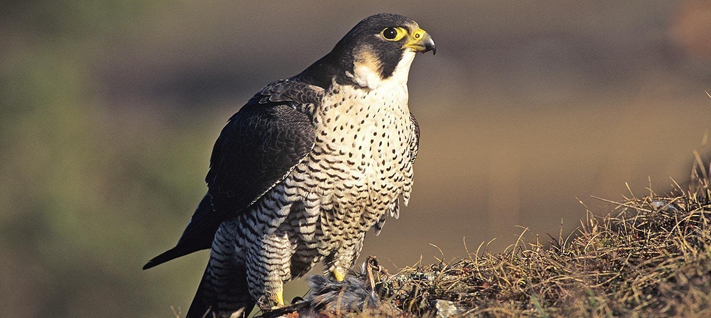 Vogel des Jahres 2018:Wanderfalke