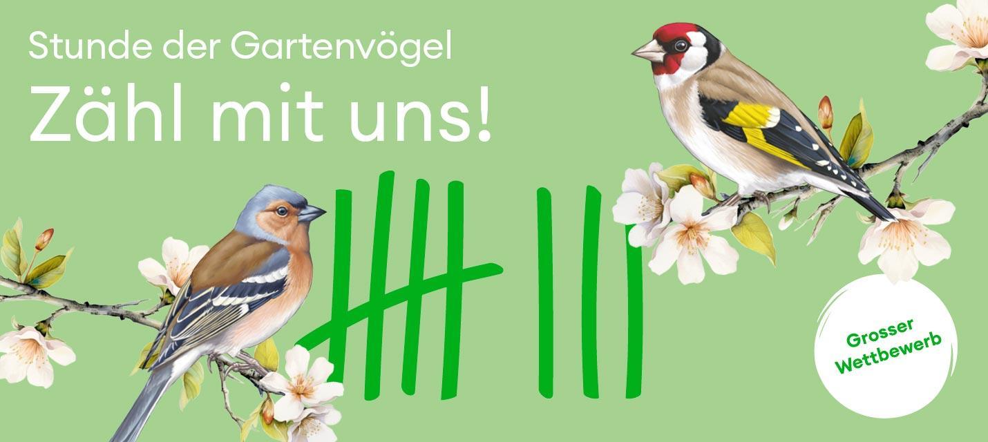 Stunde der Gartenvögel 8.-12. Mai 2024