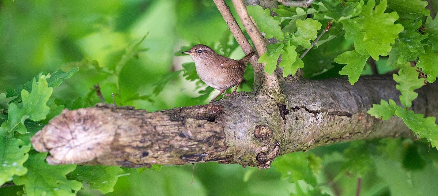 Vogel des Jahres 2012: Zaunkönig