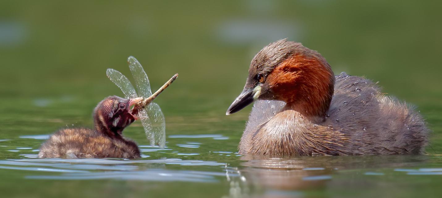 Zwergtaucher ernähren sich vorwiegend von grossen Insekten und deren Larven. Vor allem im Winter tauchen sie auch nach kleinen Fischen.