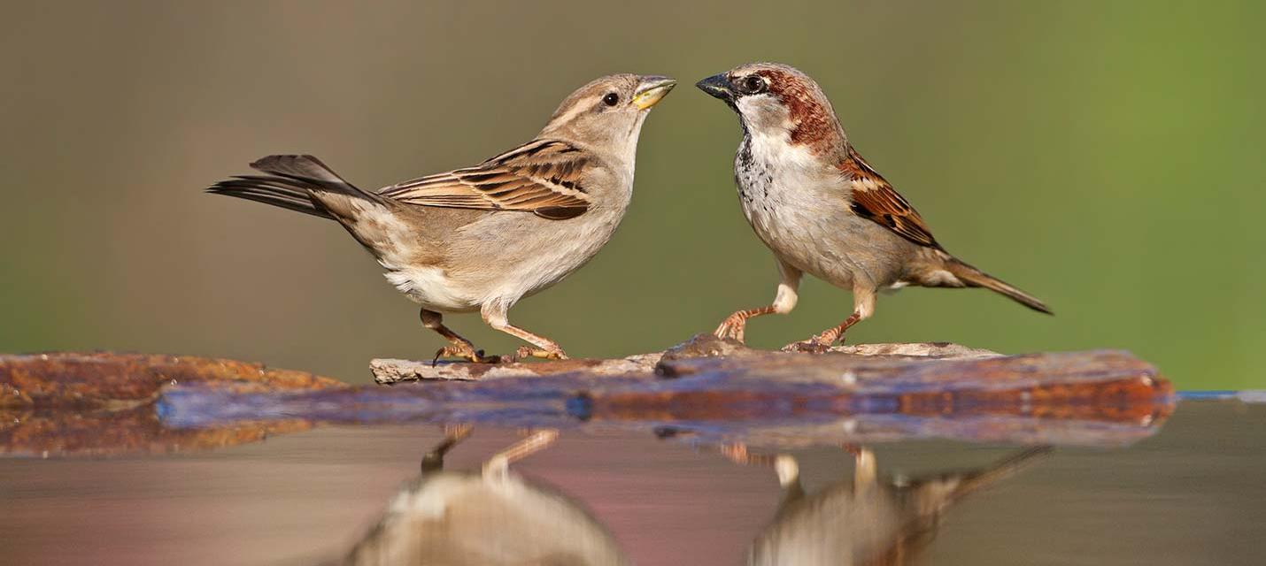 Vogel des Jahres 2015: Haussperling