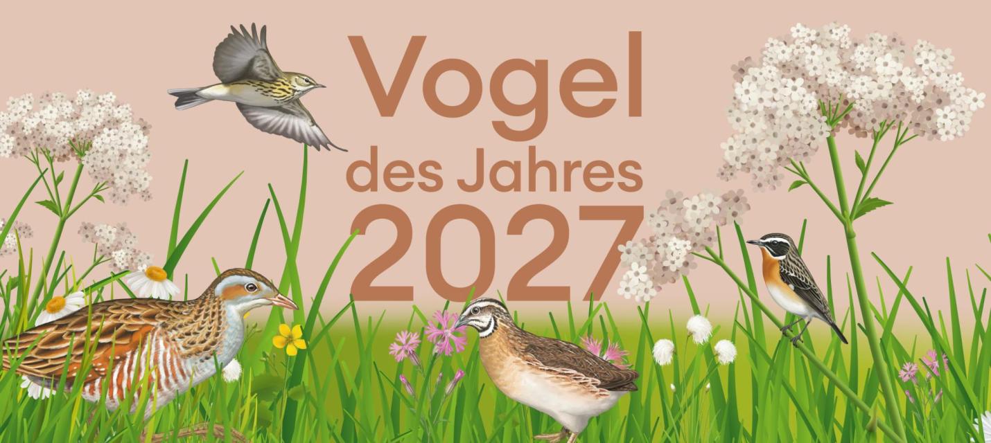 Wahl «Vogel des Jahres 2027»