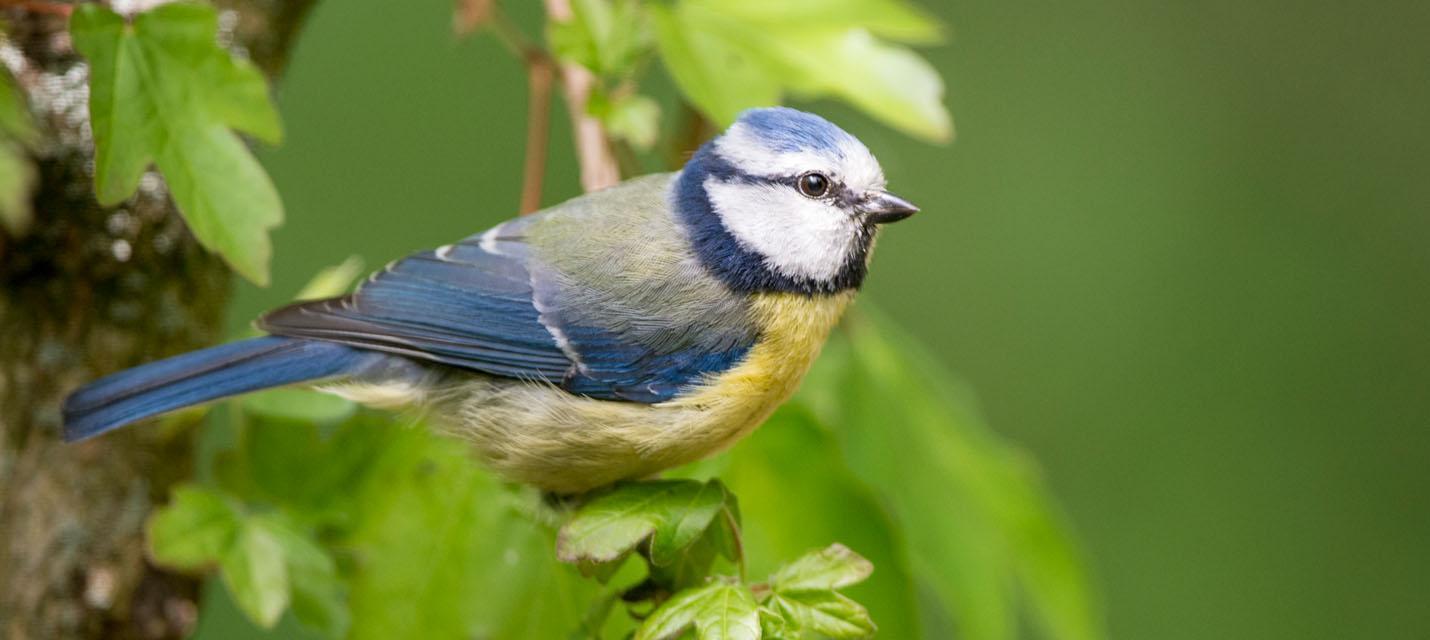 Blaumeise