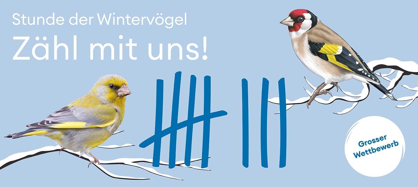 Stunde der Wintervögel 10.-12. Januar 2025