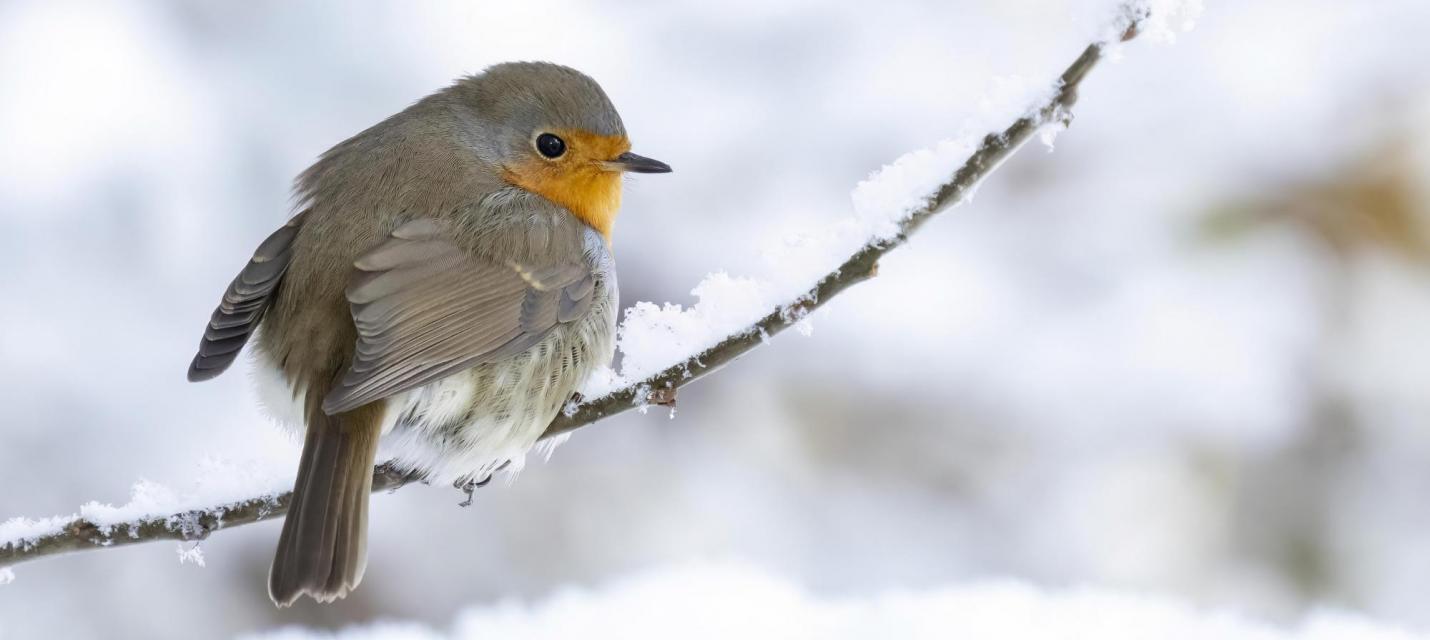 Rotkehlchen © BirdLife Schweiz