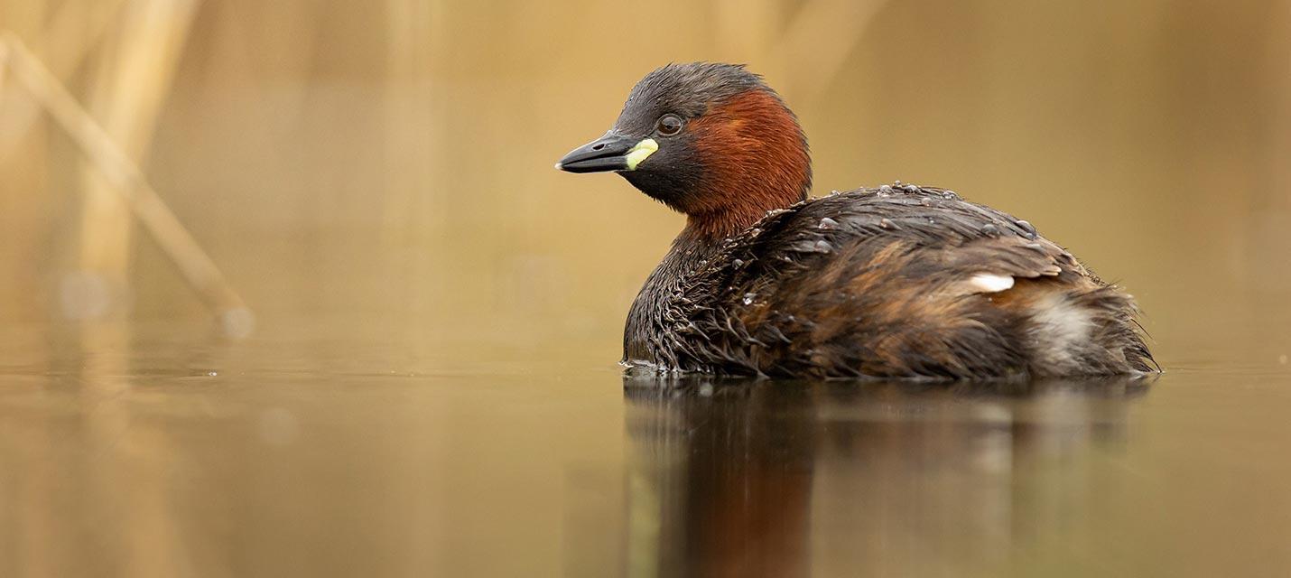 Vogel des Jahres 2024: Zwergtaucher